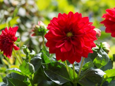 Læg dahlia knolde nu