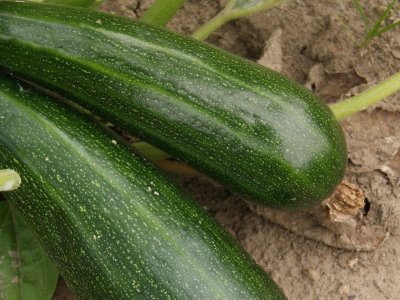 Store squash - perfekt til kage